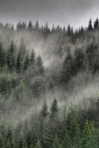 Превью обои лес, туман, облака, деревья, ели, хвойный