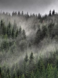 Превью обои лес, туман, облака, деревья, ели, хвойный