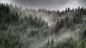 Превью обои лес, туман, облака, деревья, ели, хвойный
