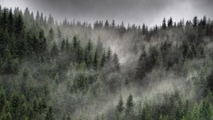 Превью обои лес, туман, облака, деревья, ели, хвойный