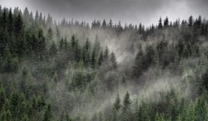 Превью обои лес, туман, облака, деревья, ели, хвойный