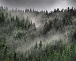 Превью обои лес, туман, облака, деревья, ели, хвойный