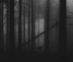 Превью обои лес, туман, олень, чб, мрачный