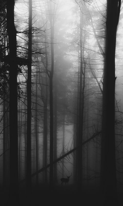 480x800 Обои лес, туман, олень, чб, мрачный