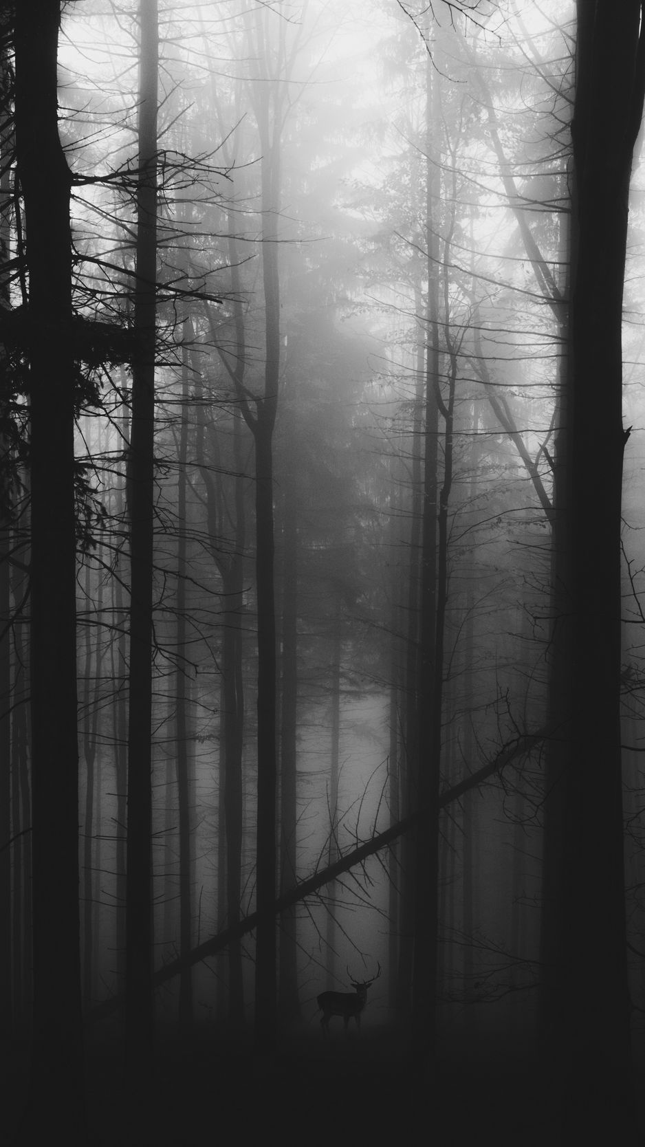 938x1668 Обои лес, туман, олень, чб, мрачный