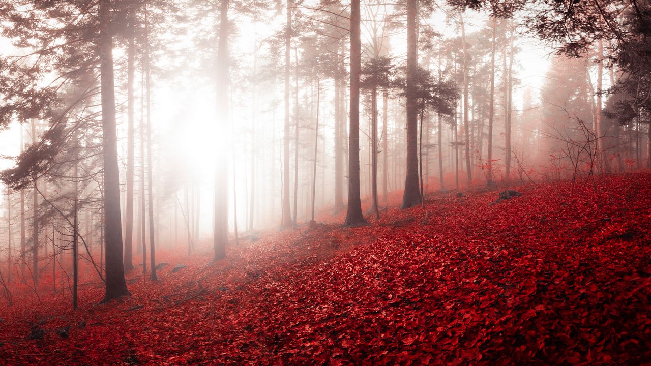 Обои лес, туман, осень, листва, деревья, швейцария