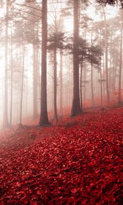 Превью обои лес, туман, осень, листва, деревья, швейцария