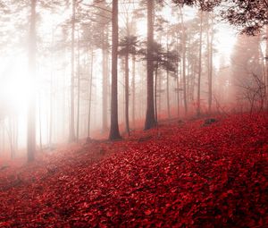 Превью обои лес, туман, осень, листва, деревья, швейцария