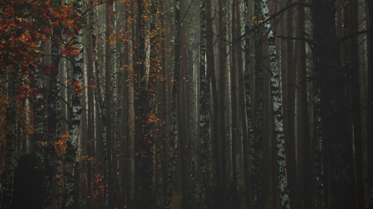 Обои лес, туман, осень, деревья, стволы, кора