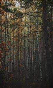 Превью обои лес, туман, осень, деревья, стволы, кора