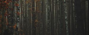 Превью обои лес, туман, осень, деревья, стволы, кора