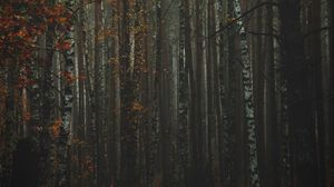Превью обои лес, туман, осень, деревья, стволы, кора