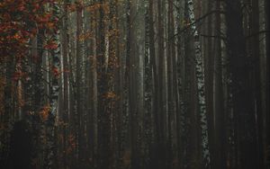 Превью обои лес, туман, осень, деревья, стволы, кора