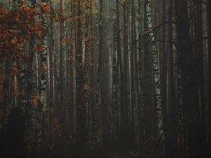 Превью обои лес, туман, осень, деревья, стволы, кора