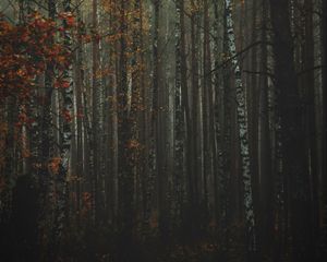 Превью обои лес, туман, осень, деревья, стволы, кора