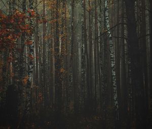 Превью обои лес, туман, осень, деревья, стволы, кора