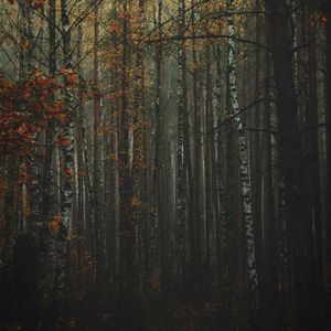 Превью обои лес, туман, осень, деревья, стволы, кора