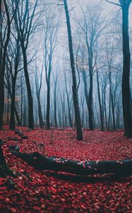 Превью обои лес, туман, осень, деревья, листья