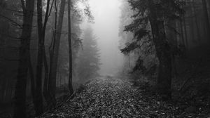 Превью обои лес, туман, осень, мрак, черно-белый