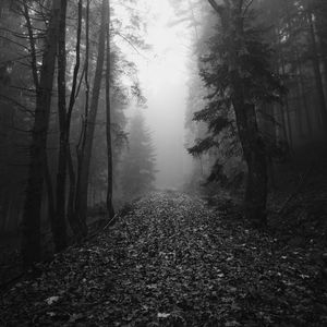 Превью обои лес, туман, осень, мрак, черно-белый