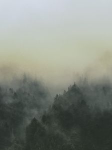 Превью обои лес, туман, пейзаж, деревья, природа