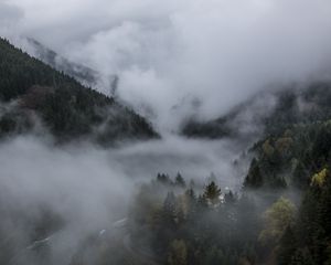 Превью обои лес, туман, пейзаж, природа, деревья