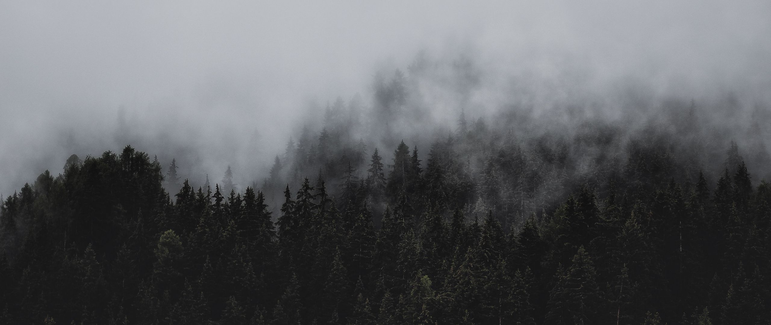 Хвойный лес в тумане15