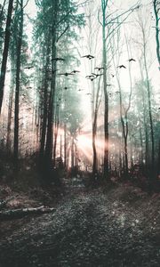 Превью обои лес, туман, птицы, деревья, мистический