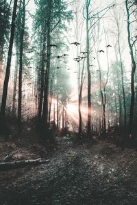 Превью обои лес, туман, птицы, деревья, мистический