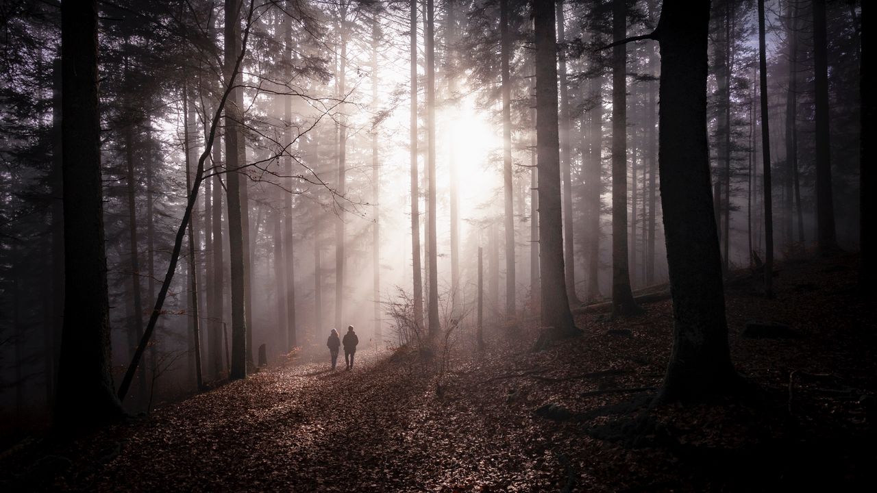 Обои лес, туман, силуэты, прогулка, осень, пара