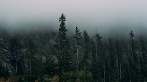 Превью обои лес, туман, скалы, ель