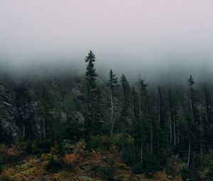 Превью обои лес, туман, скалы, ель