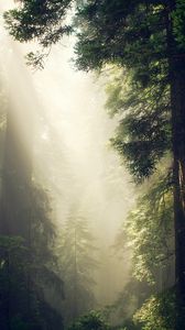 Превью обои лес, туман, солнечный свет, деревья