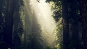 Превью обои лес, туман, солнечный свет, деревья
