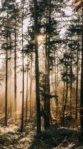 Превью обои лес, туман, солнечный свет, рассвет, природа