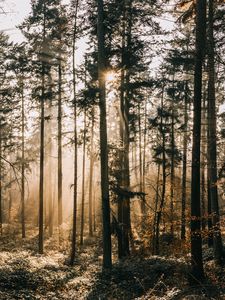 Превью обои лес, туман, солнечный свет, рассвет, природа
