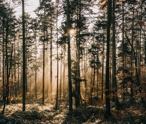 Превью обои лес, туман, солнечный свет, рассвет, природа