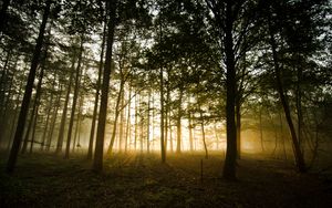 Превью обои лес, туман, солнечный свет, деревья, сумерки