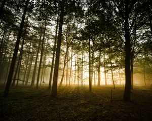 Превью обои лес, туман, солнечный свет, деревья, сумерки