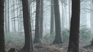 Превью обои лес, туман, сосны, деревья, хвойный
