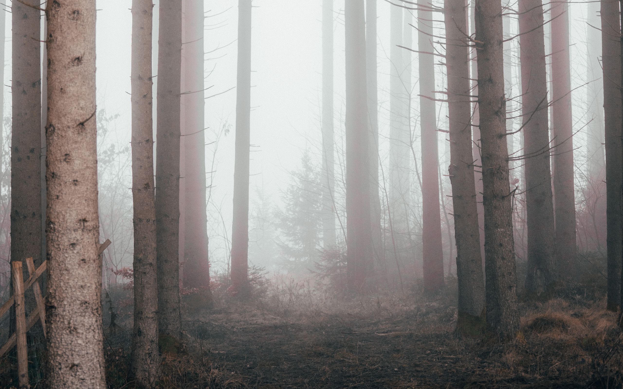 Лес в тумане горизонтально