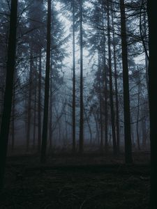 Превью обои лес, туман, сумерки, деревья, природа