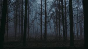 Превью обои лес, туман, сумерки, деревья, природа
