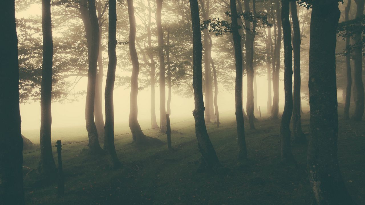 Обои лес, туман, свет, мрак