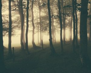 Превью обои лес, туман, свет, мрак