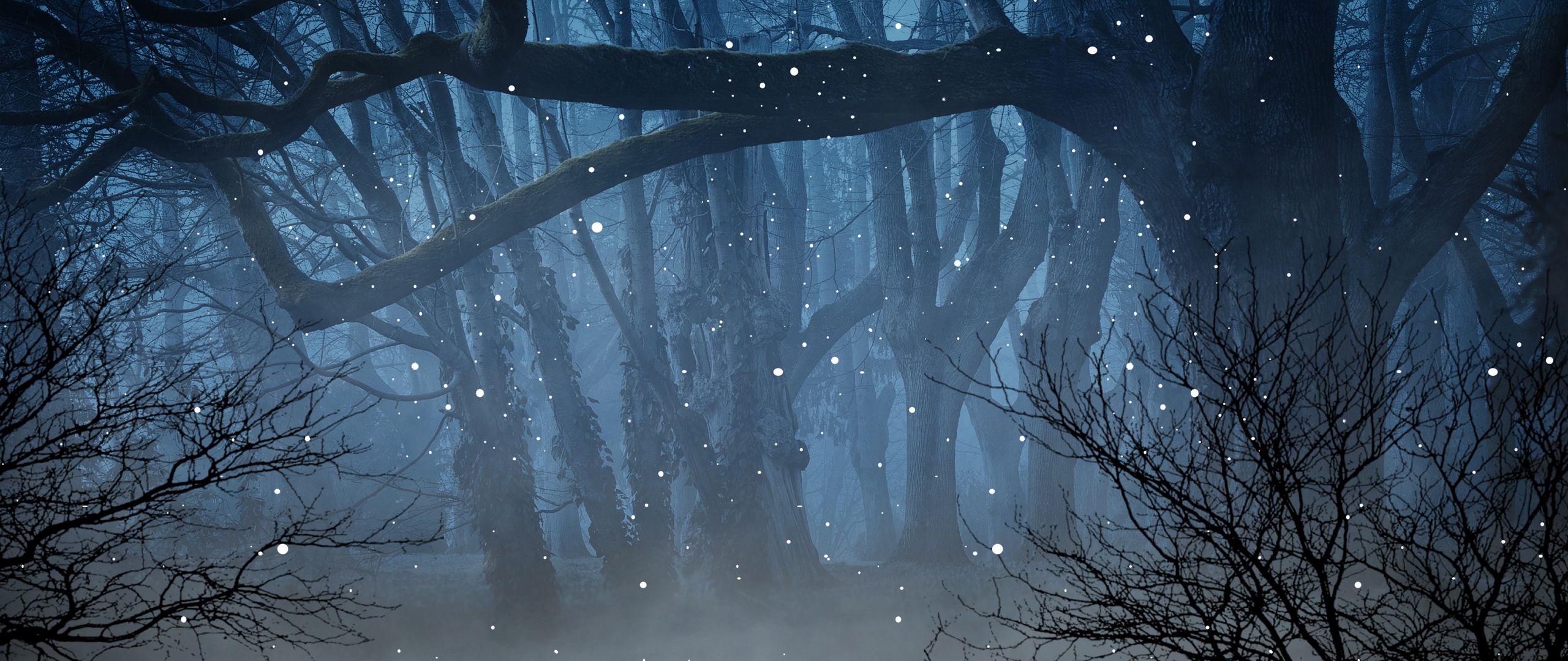 Заколдованный лес туман
