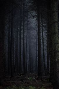 Превью обои лес, туман, темный, деревья, мрачный