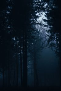 Превью обои лес, туман, темный, деревья, мрак
