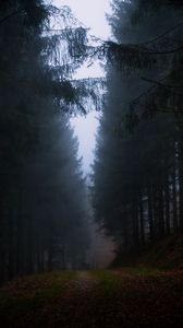 Превью обои лес, туман, трава, темный, природа