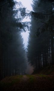 Превью обои лес, туман, трава, темный, природа